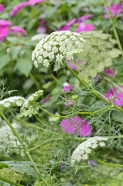 487220 - False bishop's weed (Ammi majus 'Queen of Africa')