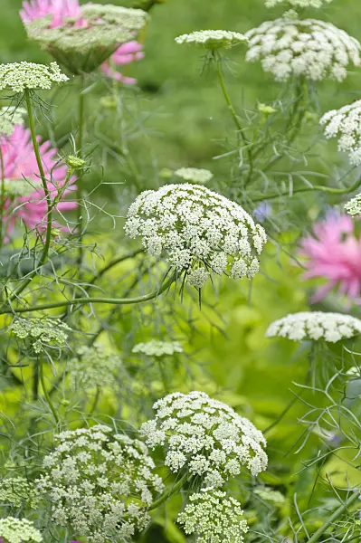 487222 - False bishop's weed (Ammi majus 'Queen of Africa')
