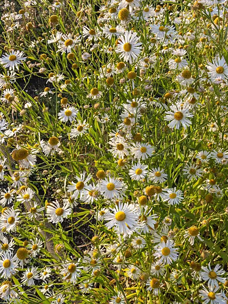 403052 - False chamomile (Boltonia asteroides)