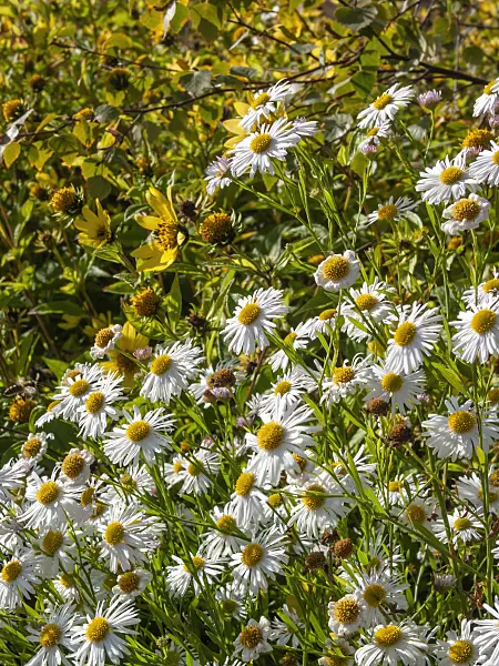 406015 - False chamomile (Boltonia asteroides 'Snowbank')