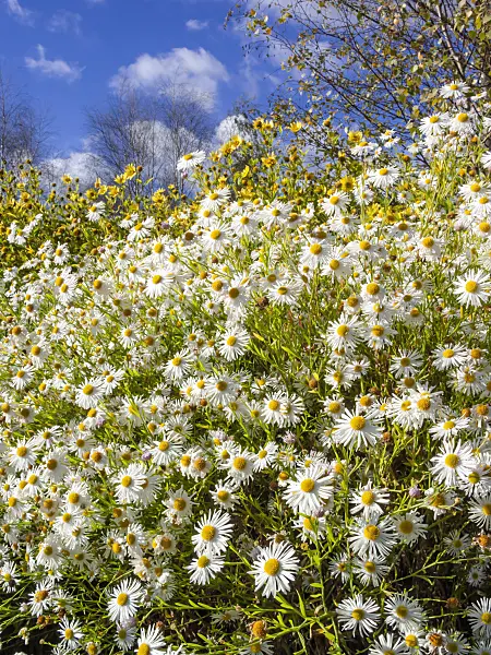 406018 - False chamomile (Boltonia asteroides 'Snowbank')