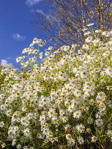 406019 - False chamomile (Boltonia asteroides 'Snowbank')