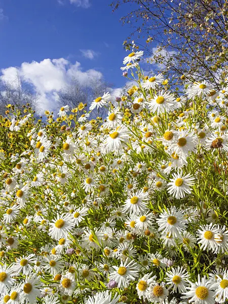 406020 - False chamomile (Boltonia asteroides 'Snowbank')