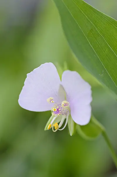 478046 - False dayflower (Tinantia anomala)