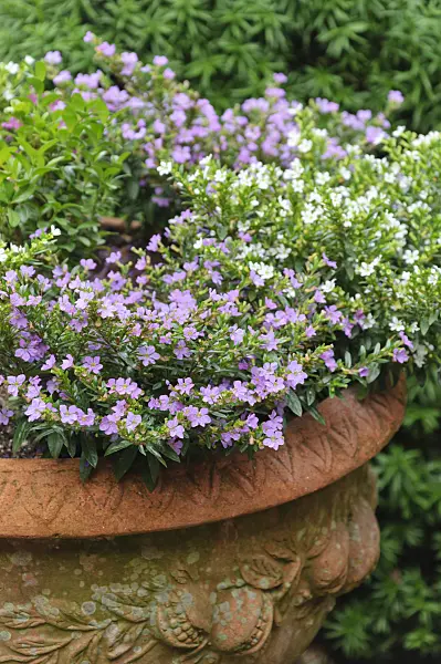 486016 - False heather (Cuphea hyssopifolia)