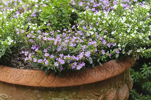 486017 - False heather (Cuphea hyssopifolia)