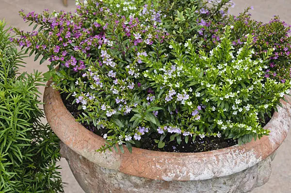 534064 - False heather (Cuphea hyssopifolia)