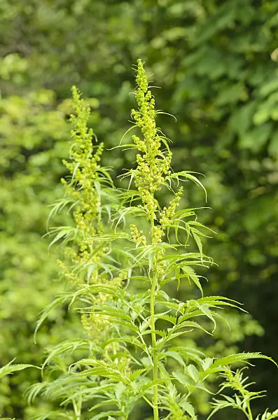 521518 - False hemp (Datisca cannabina)