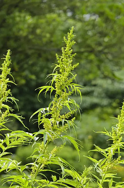 521519 - False hemp (Datisca cannabina)