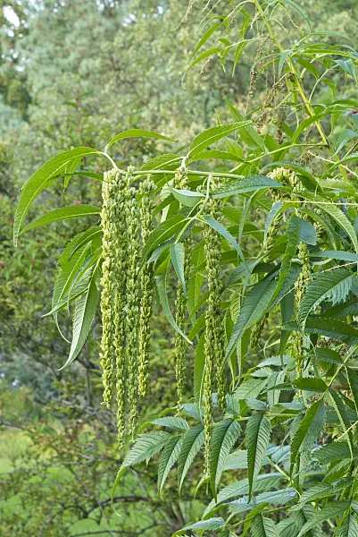 561062 - False hemp (Datisca cannabina)