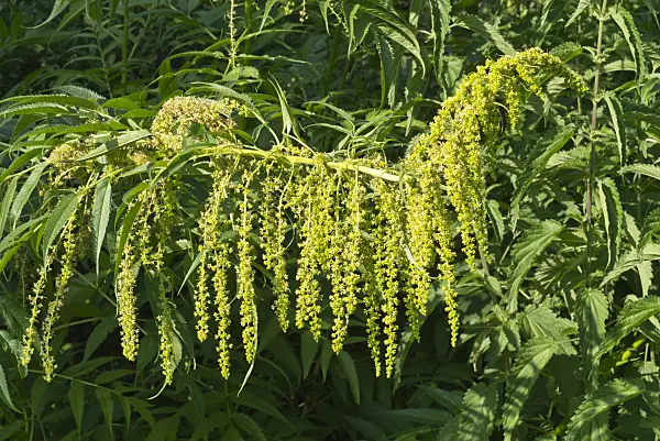 595009 - False hemp (Datisca cannabina)