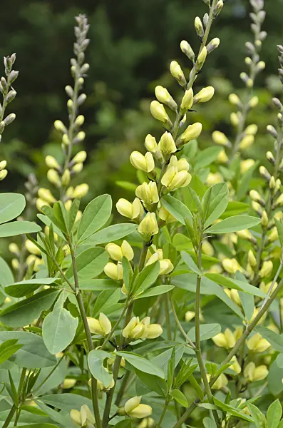 508162 - False indigo (Baptisia Carolina Moonlight)
