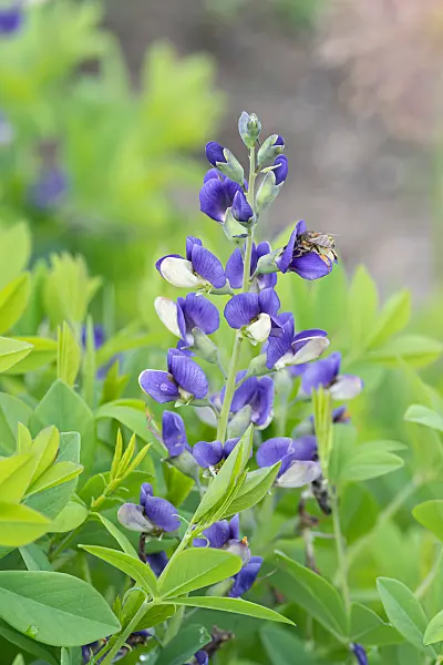 664046 - False indigo (Baptisia Decadence Blueberry Sundae)