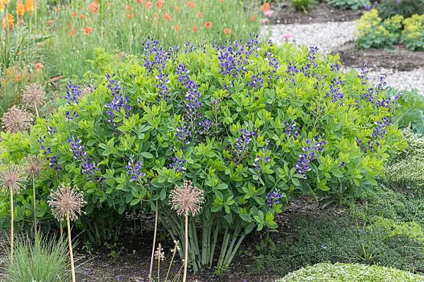 664047 - False indigo (Baptisia Decadence Blueberry Sundae)