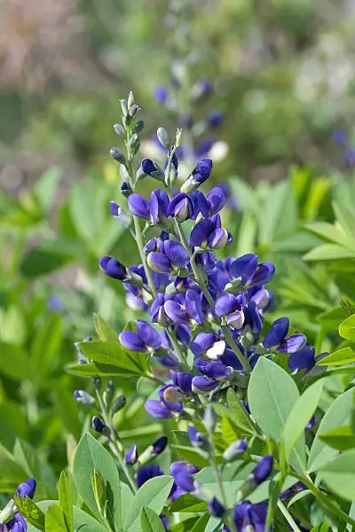 664049 - False indigo (Baptisia Decadence Blueberry Sundae)