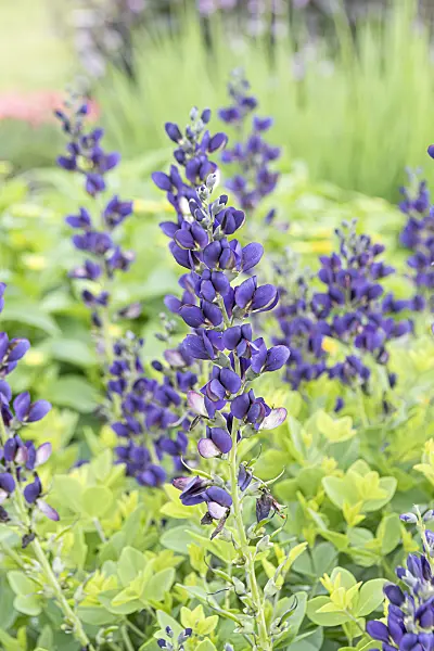607010 - False indigo (Baptisia Decadence Sparkling Saphires)