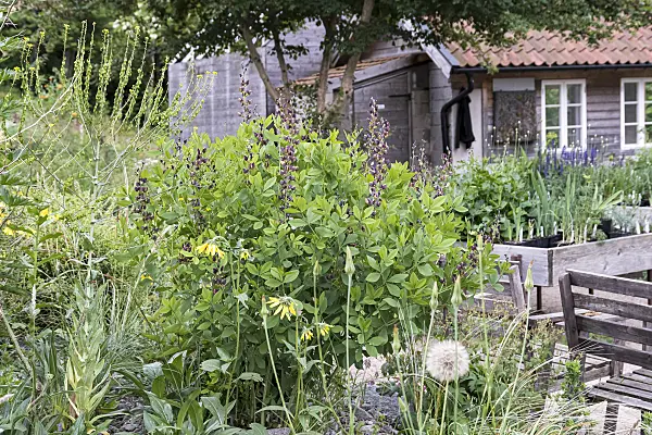 651103 - False indigo (Baptisia Dutch Chocolate)