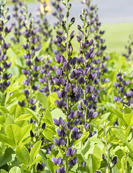 607008 - False indigo (Baptisia Indigo Spires)