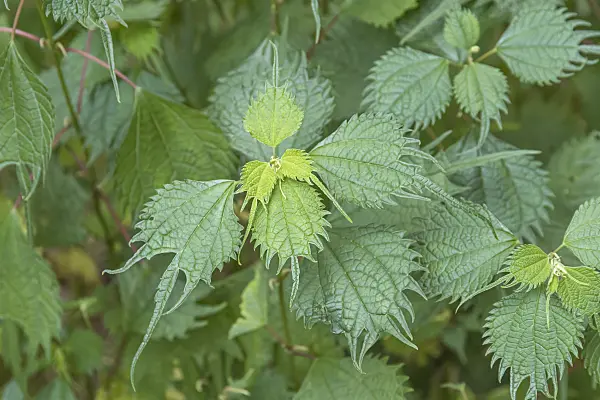 638039 - False nettle (Boehmeria tricuspis)