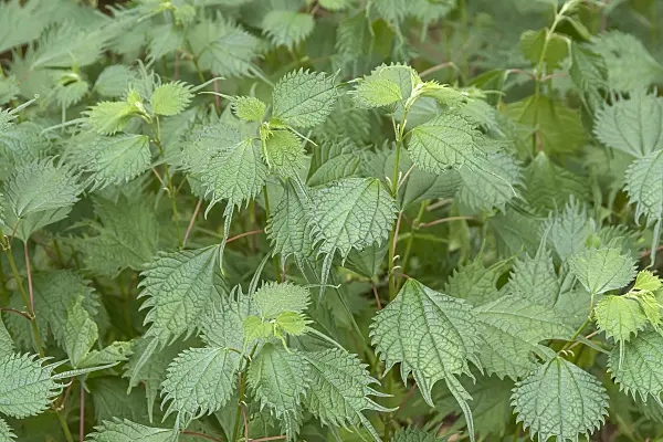 638040 - False nettle (Boehmeria tricuspis)