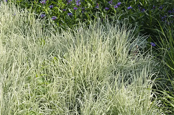 473028 - False oat grass (Arrhenatherum elatius)