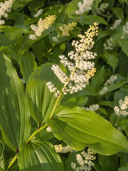 401229 - False spikenard (Maianthemum racemosum syn. Smilacina racemosa)