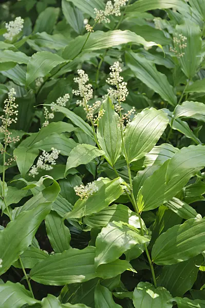 485015 - False spikenard (Maianthemum racemosum syn. Smilacina racemosa)