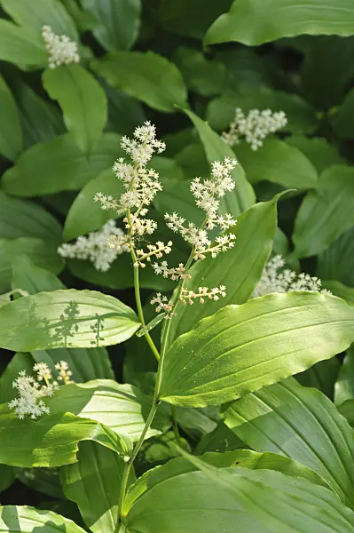 485016 - False spikenard (Maianthemum racemosum syn. Smilacina racemosa)