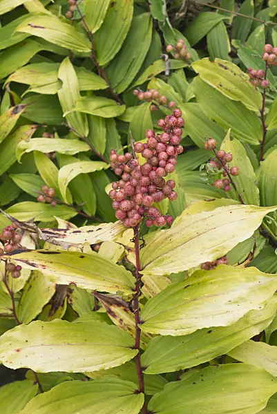 559127 - False spikenard (Maianthemum racemosum syn. Smilacina racemosa)