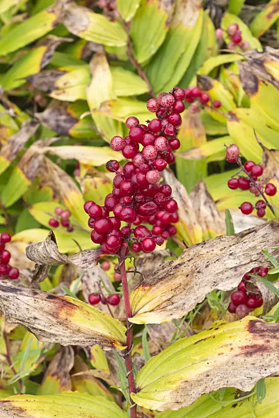 561057 - False spikenard (Maianthemum racemosum syn. Smilacina racemosa)