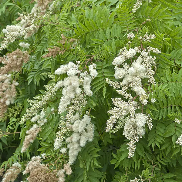517244 - False spiraea (Sorbaria sorbifolia)