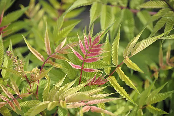 517242 - False spiraea (Sorbaria sorbifolia 'Sem')