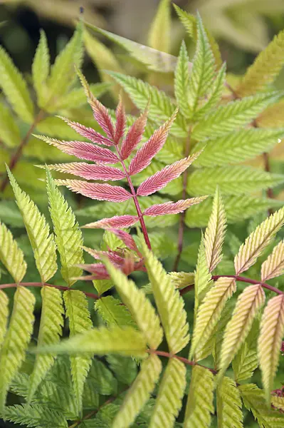 517243 - False spiraea (Sorbaria sorbifolia 'Sem')