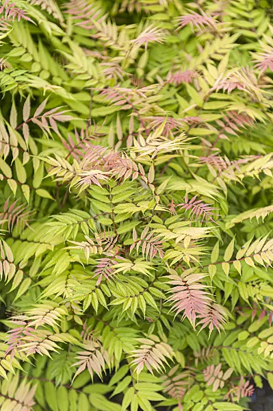 651529 - False spiraea (Sorbaria sorbifolia 'Sem')