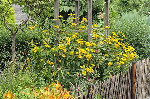 474318 - False sunflower (Heliopsis helianthoides)