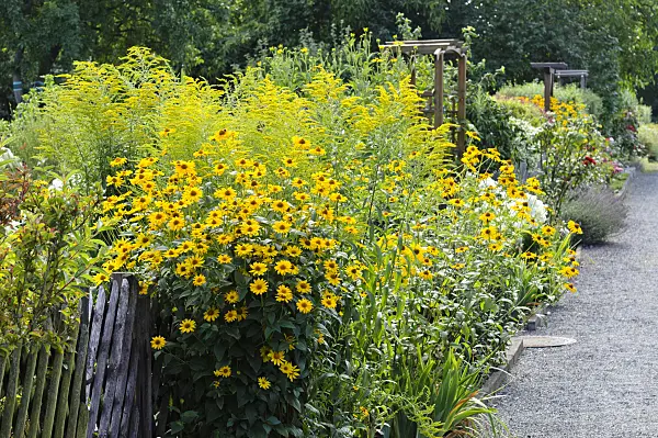 474327 - False sunflower (Heliopsis helianthoides)