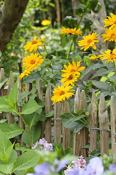 474362 - False sunflower (Heliopsis helianthoides)