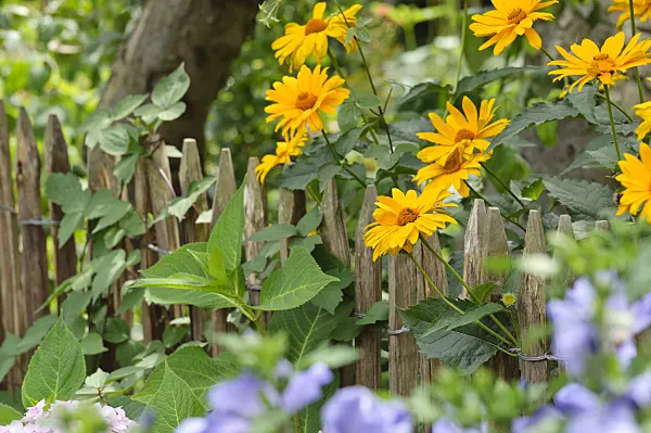 474363 - False sunflower (Heliopsis helianthoides)