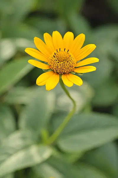 488011 - False sunflower (Heliopsis helianthoides)