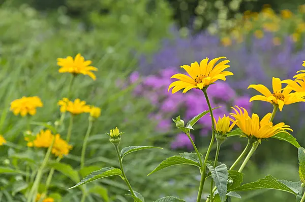 509216 - False sunflower (Heliopsis helianthoides)