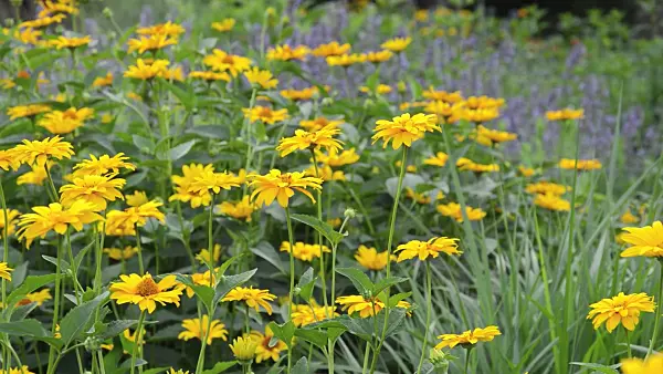 509224 - False sunflower (Heliopsis helianthoides)