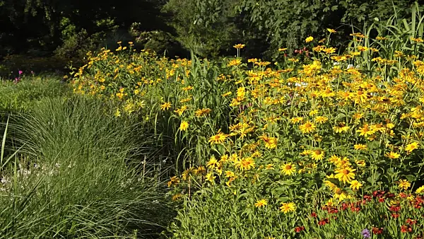 510106 - False sunflower (Heliopsis helianthoides)