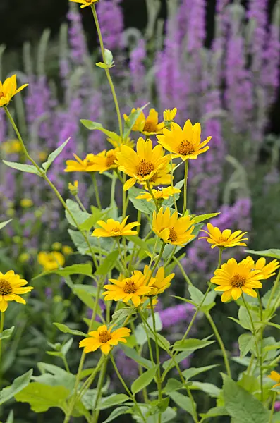 534388 - False sunflower (Heliopsis helianthoides)