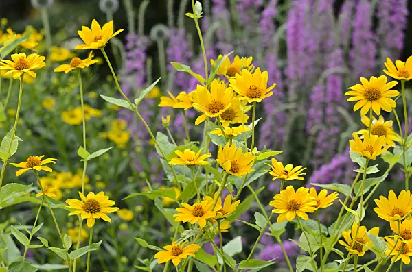 534389 - False sunflower (Heliopsis helianthoides)