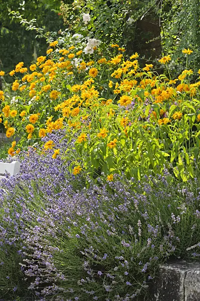 486126 - False sunflower (Heliopsis helianthoides) and common lavender (Lavandula angustifolia)