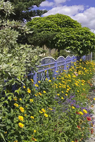 573004 - False sunflower (Heliopsis helianthoides) and common lavender (Lavandula angustifolia) at a blue garden fence