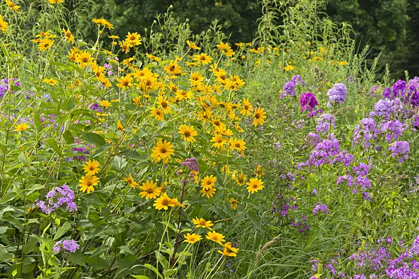 511084 - False sunflower (Heliopsis helianthoides) and garden phlox (Phlox paniculata)