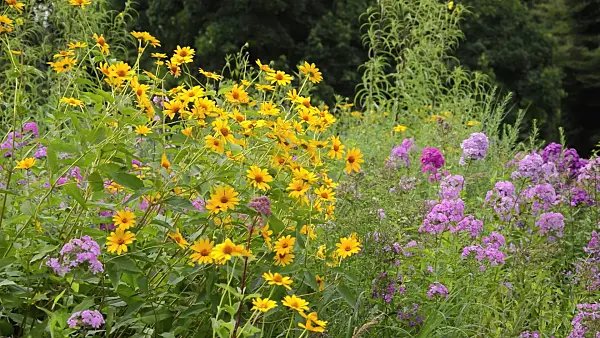 511101 - False sunflower (Heliopsis helianthoides) and garden phlox (Phlox paniculata)