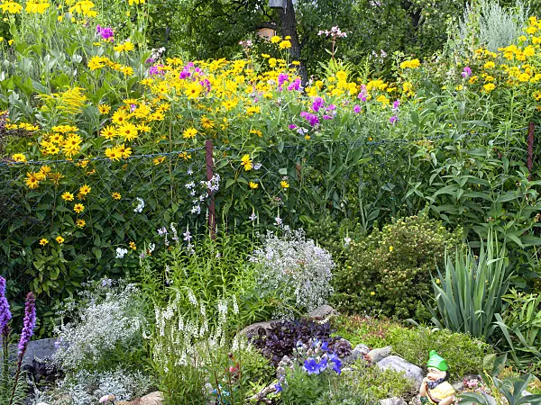 474436 - False sunflower (Heliopsis helianthoides) and sweet pea (Lathyrus odoratus)
