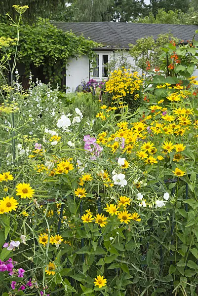 595011 - False sunflower (Heliopsis helianthoides) and sweet pea (Lathyrus odoratus)
